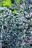 COLLETIA PARADOXA