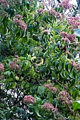 HEPTOCLADUM MICRONIOIDES