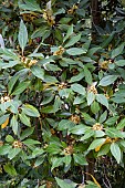 NEOLITSEA SERICEA