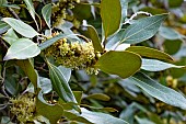 NEOLITSEA SERICEA
