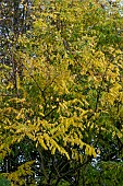 GYMNOCLADUS DIOICA