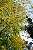 GYMNOCLADUS DIOICA