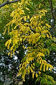 GYMNOCLADUS DIOICA
