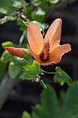 MALVA PHOENICEA