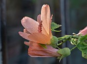 MALVA PHOENICEA