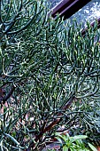 EUPHORBIA APHYLLA