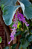 DESMODIUM YUNNANENSE