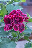 PELARGONIUM RIMFIRE