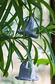 NESOCODON MAURITIANUS