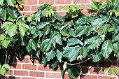 TETRASTIGMA VOINIERIANUM