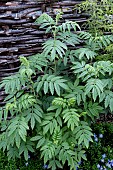 MELIANTHUS COMOSUS