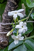 JASMINUM SAMBAC