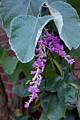 DESMODIUM YUNNANENSE