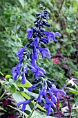 SALVIA GUARANITICA BLACK AND BLUE