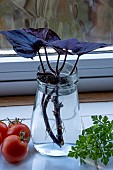 CUTTINGS OF SWEET POTATOES