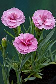 DIANTHUS PINK LIPSTICK