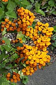 CALCEOLARIA INTEGRIFOLIA KENTISH HERO