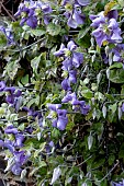 POWDERY MILDEW ON CLEMATIS