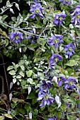 POWDERY MILDEW ON CLEMATIS