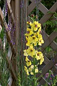 VERBASCUM CRETICUM