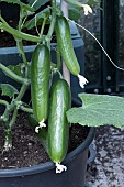 CUCUMBER LUNCHBOX F1