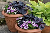 CAPE DAISY AND SWEET POTATOES IN POT