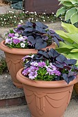 CAPE DAISY AND SWEET POTATOES IN POT