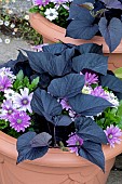 CAPE DAISY AND SWEET POTATOES IN POT