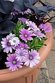 CAPE DAISY AND SWEET POTATOES IN POT