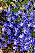 TRITELEIA QUEEN FABIOLA
