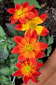 BIDENS BLAZING GLORY