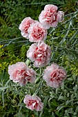 DIANTHUS DORIS