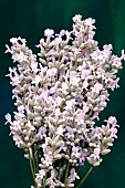 LAVENDULA ANGUSTIFOLIA ROSEA