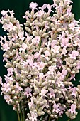 LAVENDULA ANGUSTIFOLIA ROSEA