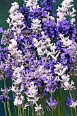 LAVENDULAANGUSTIFOLIA MIXED