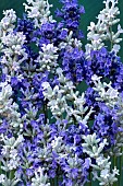 LAVENDULA ANGUSTIFOLIA MIXED