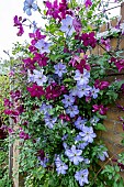 CLEMATIS SEA BREEZE & SODERTALJE