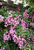 ROSA DEUTSCHER ROSARIUM DORTMUND