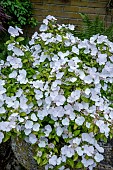 HYDRANGEA RUNAWAY BRIDE SNOW WHITE PBR