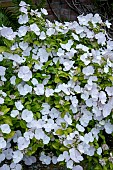 HYDRANGEA RUNAWAY BRIDE SNOW WHITE PBR