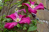 CLEMATIS MADAME JULIA CORREVON