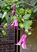 CLEMATIS ETOILE ROSE