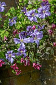 CLEMATIS EMELIA PLATER & ETOILE ROSE