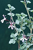 PELARGONIUM EXSTIPULATUM