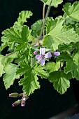 PELARGONIUM ATTAR OF ROSES