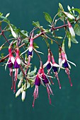 FUCHSIA MAGELLANICA ARAUCO