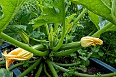 COURGETTE DEFENDER