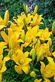 LILIUM SUNDEW