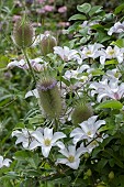 CLEMATIS HULDINE