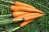 CARROT VOLCANO F1